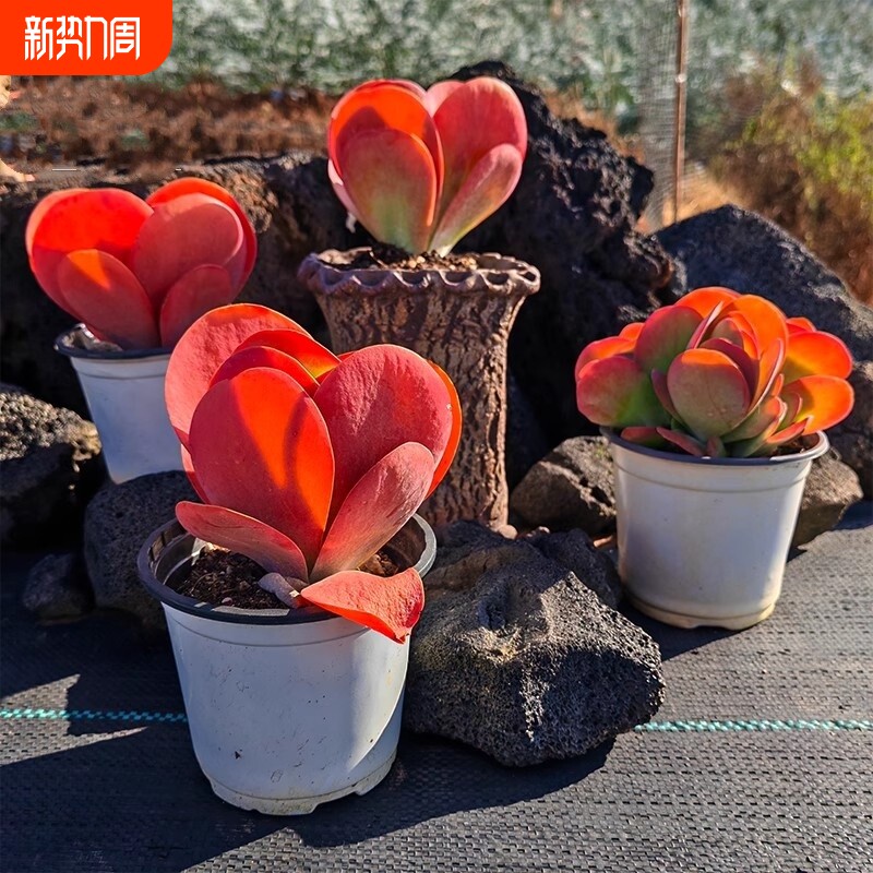 唐印多肉植物绿植好养花卉盆栽盆景稀有品种新手桌面阳台肉肉摆放