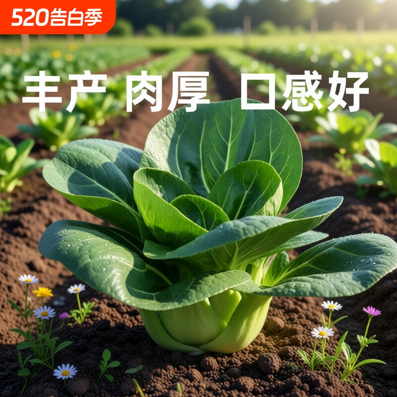 矮脚苏州籽四季小白菜种子黑青菜籽上海青菜大全种植空心菜鸡毛菜