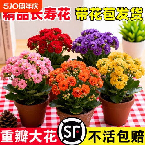 新品长寿花盆栽带花苞重瓣大花苗阳台花卉绿植物室内好养四季开花 - 封面