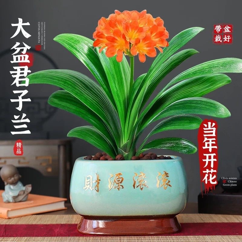 四季君子兰盆栽带花苞客厅绿植国宝级精品名贵兰花卉植物室内多肉