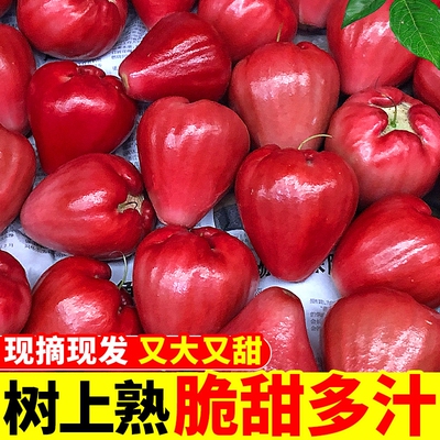 海南黑珍珠莲雾当季新鲜水果红莲雾果红宝石莲雾热带三亚特产包邮