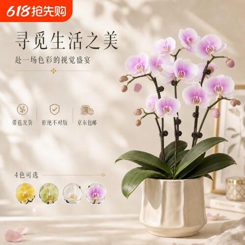 蝴蝶兰盆栽花苗带花苞大花配花盆
