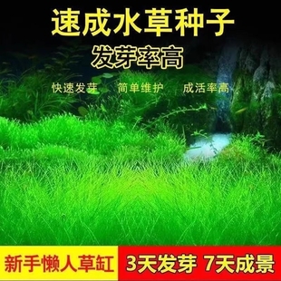 水草种子种孑植物活真草草缸鱼缸造景套餐牛毛草水草籽子爬地珍珠