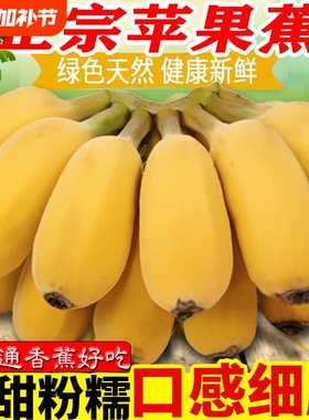 广西正宗苹果蕉5斤 banana新鲜香蕉粉蕉自然熟当季非小米芭蕉香焦