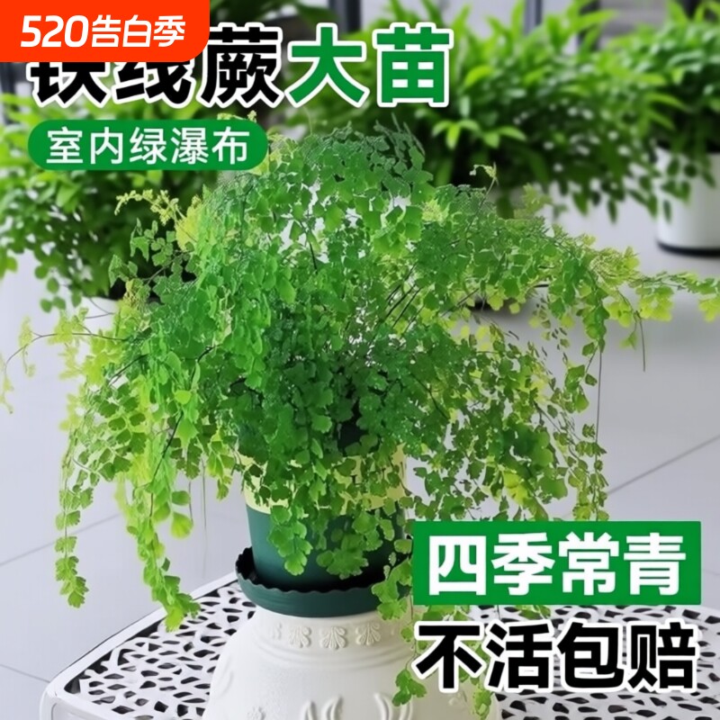 铁线蕨盆栽绿植客厅吸甲醛凤尾蕨草室内耐阴狼尾蕨类植物天门冬
