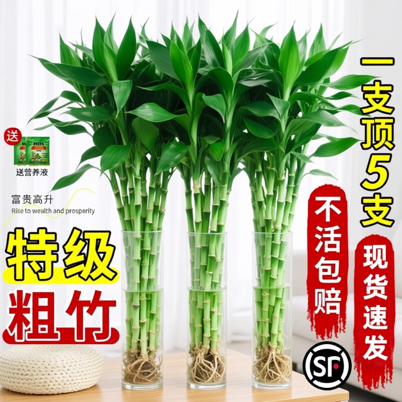 水培绿植富贵竹水养盆栽室内带根好养客厅卧室招财植物办公室花卉