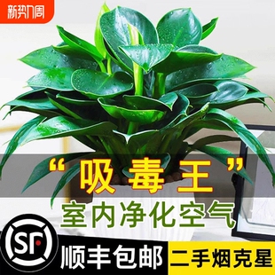 金钻盆栽绿植绿萝箩室内植物花卉水培客厅好养多肉新房吸除去甲醛