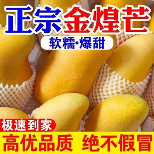 正宗金煌芒新鲜水仙芒青芒大芒果应季 水果非台农贵妃 爆甜