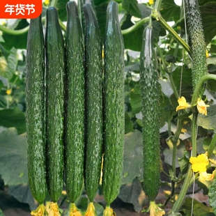 水果黄瓜种子老品种蔬菜好清高产秋季种业阳台白菜四号种植播种