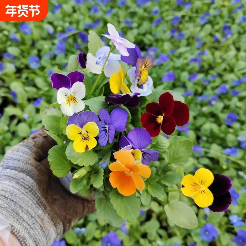 耐寒三色堇角堇花卉植物冬季花苞室外阳台庭院盆栽绿植蝴蝶花花苗,鲜花速递/花卉仿真/绿植园艺,时令草本花卉,淘宝优惠券,粉丝福利购,淘宝优惠卷