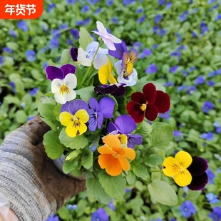 耐寒三色堇角堇花卉植物冬季花苞室外阳台庭院盆栽绿植蝴蝶花花苗