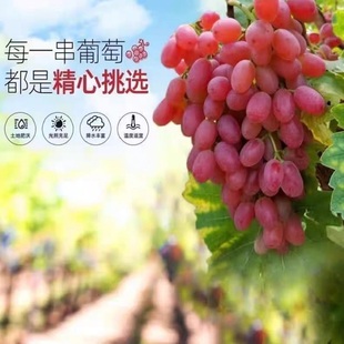 顺丰包邮无籽红提克伦生葡萄净重5斤3斤新鲜水果提子孕妇小孩水果