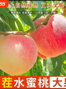 新鲜现摘水蜜桃当季露天水果
