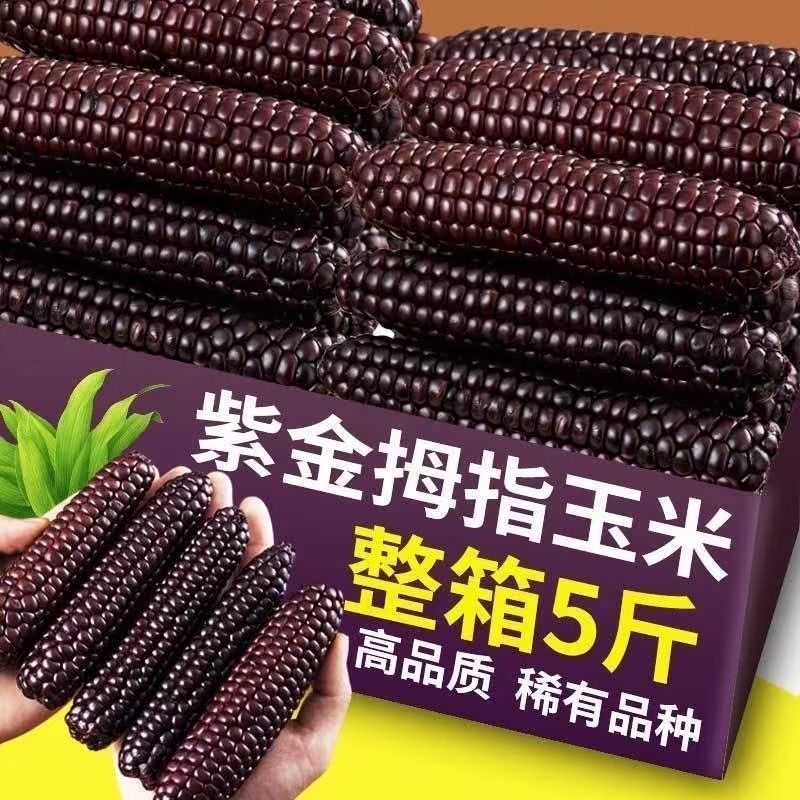 西双版纳拇指玉米新鲜甜香紫糯即食迷你黑糯玉米儿童宝宝早餐代餐