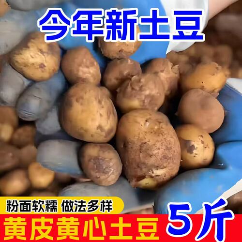正宗恩施小土豆迷你新鲜