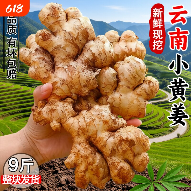 生姜老姜云南小黄姜3斤5斤9斤新鲜老姜现挖高山沙姜土姜种子蔬菜