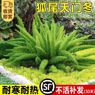狐尾天门冬盆栽苗阳台庭院花园地栽九尾狐四季常青耐寒好养绿植物
