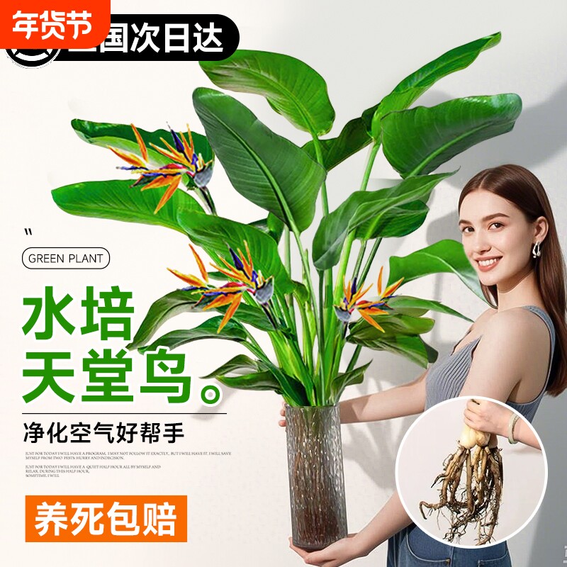 水培植物天堂鸟绿植室内外客厅桌面花卉盆栽鹤望兰四季常青吸甲醛