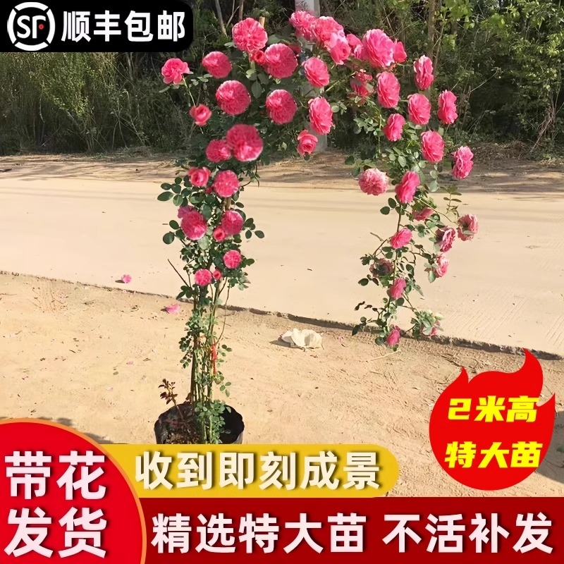 藤本月季大苗盆栽|超3000次加购