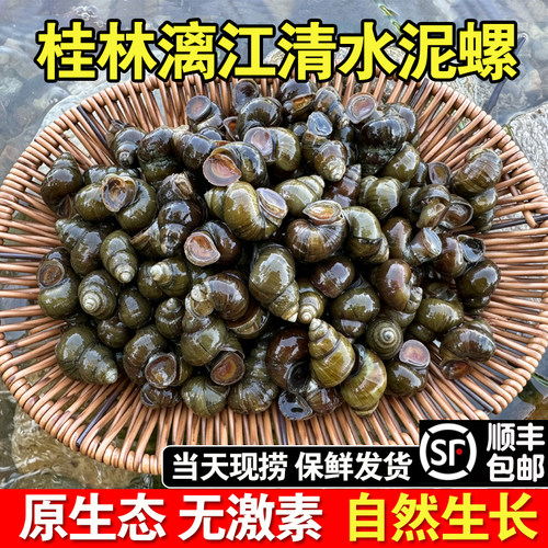 广西桂林漓江新鲜螺蛳泥螺野生山坑鲜活清水石螺大号泥螺田螺批发