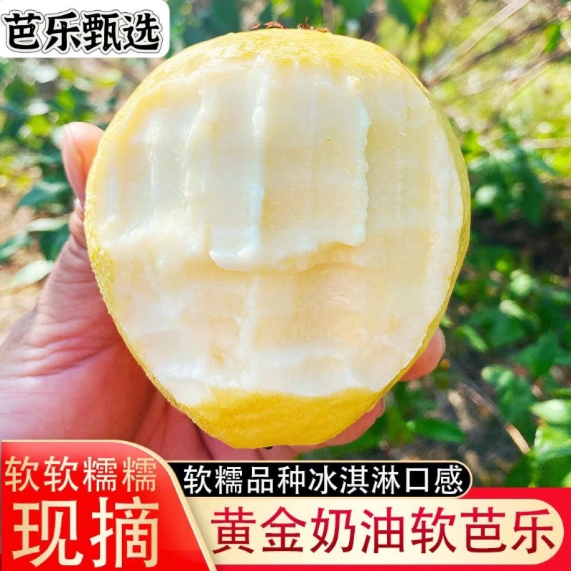 正宗奶油软心芭乐白心番石榴当季新鲜孕妇水果冰淇淋软硬软糯果园