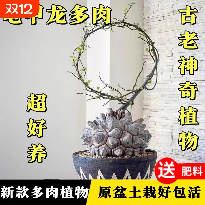 南非龟甲龙多肉种子30天养死包赔