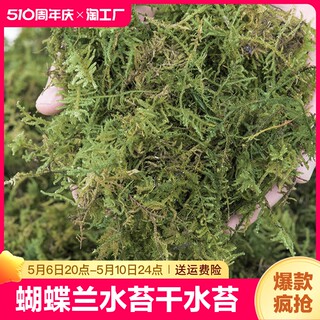 蝴蝶兰水苔干水苔兰花专用营养土苔藓石斛乌龟冬眠通用开花嫁接