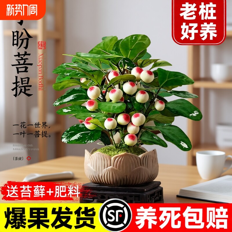 小盼菩提盆栽带果办公室内客厅绿植桌面中式禅意老桩盆景摆件好养
