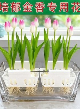 水培郁金香玻璃花盆含定植篮水养种球透明器皿固定蓝支架方形桌面