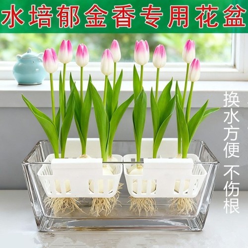 水培郁金香玻璃花盆含定植篮水养种球透明器皿固定蓝支架方形桌面