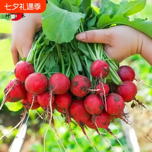 樱桃萝卜种子大全四季播种易活
