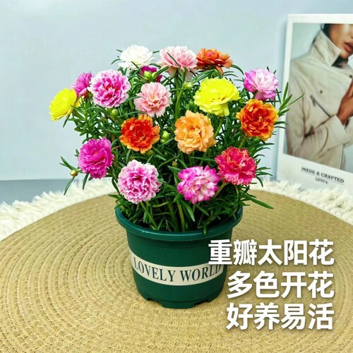 进口重瓣太阳花苗混色四季开花