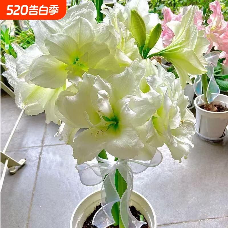 进口朱顶红重瓣盆栽室内花卉四季大全庭院好养活耐热焦点耐寒大花