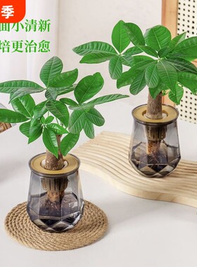 水培植物发财树盆栽万年萝室内绿植好养植物客厅净化空气花卉桌面
