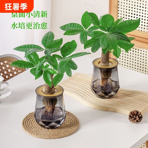 水培植物发财树盆栽万年萝室内绿植好养植物客厅净化空气花卉桌面