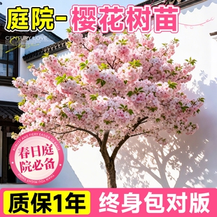 樱花树苗庭院大树晚樱早樱染井吉野绿化工程庭院树苗关山樱东京樱