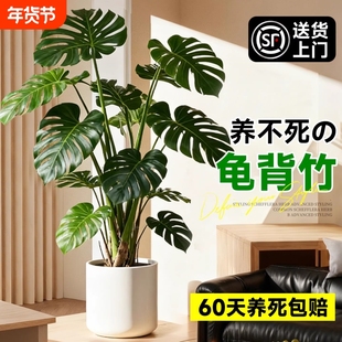 龟背竹客厅大盆栽老桩植物办公室大型绿植室内盆景净化空气除甲醛