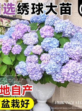 绣球花苗大花植物无尽夏开花好养的花四季不断盆栽花卉植物室内花