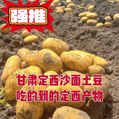 甘肃定西土豆洋芋新鲜现挖马铃薯农家种高淀粉农场发芽大果