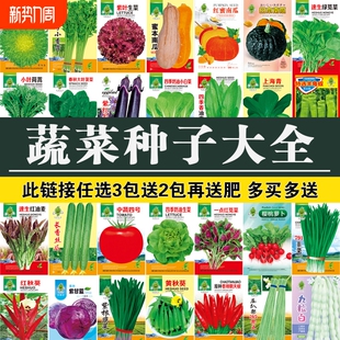 四季 蔬菜种子黄秋葵红秋葵香菜青菜阳台盆栽种植生菜丝瓜甘蓝水果