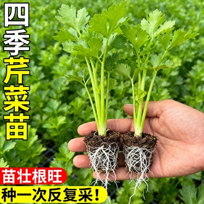 芹菜苗四季小香芹西芹秧苗蔬菜种子阳台盆栽种苗根芹香芹菜种植
