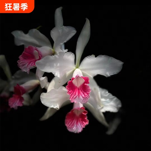 新品大花卡特兰花基地特价网红洋兰大苗室内阳台好养花卉绿植盆栽