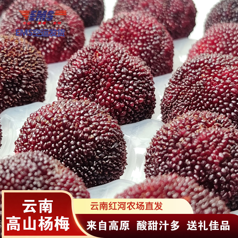 【EMS空运】正宗石屏东魁杨梅仙居同款新鲜当季水果108颗整箱装