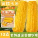 头茬东北黄糯玉米非转基因粗粮代餐早餐新鲜糯玉米真空装 一年一季
