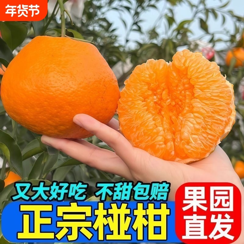 正宗现栽湖南湘西椪柑粑粑柑丑橘子柑橘当季孕妇儿童水果整箱批发,水产肉类/新鲜蔬果/熟食,桔子,淘宝优惠券,粉丝福利购,淘宝优惠卷