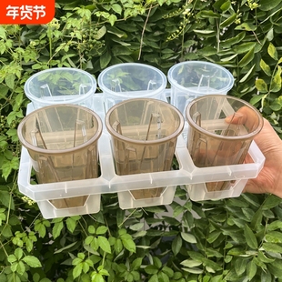 6格托架蝴蝶兰塑料茶色高透观根盆组合托架热值月季海棠水苔花盆