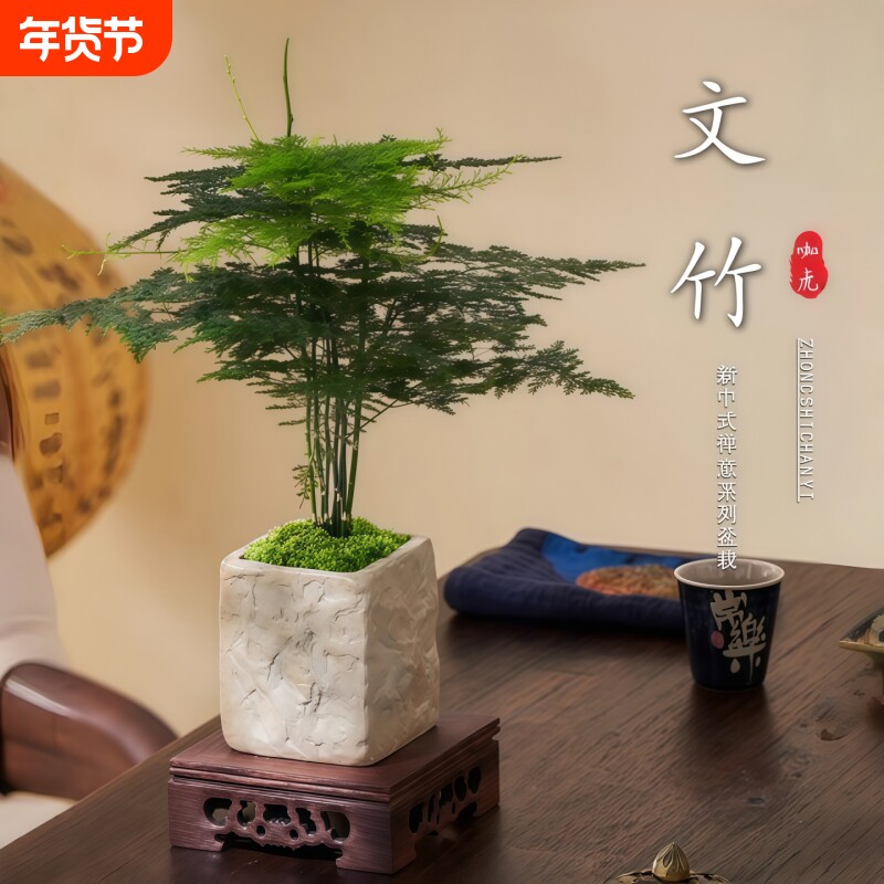 文竹盆栽室内办公室绿植客厅茶几桌面观叶植物摆件四季好养活造景