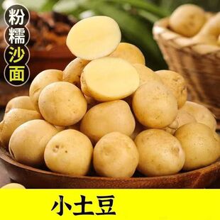 新鲜恩施小土豆农家自种高山黄心现挖马铃薯整箱蔬菜黄皮