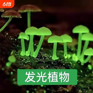 蘑菇发光绿植室内菌种观赏夜光雨林植物盆栽种植阳台可食用庭院