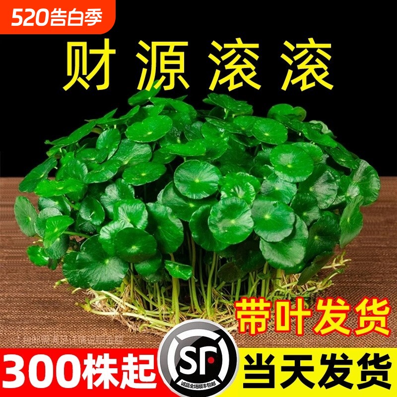大叶铜钱草水培绿植物专用花盆栽金钱草室内外水好养易活种子造景